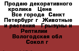 Продаю декоративного кролика › Цена ­ 500 - Все города, Санкт-Петербург г. Животные и растения » Грызуны и Рептилии   . Вологодская обл.,Сокол г.